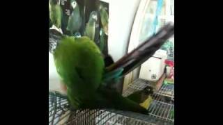 Conures Mating [upl. by Lindsay770]