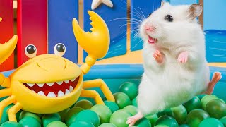 😱 Hamster Escape Maze  Hamster Cute pets Maze hamsterescape mazediytraps 445 [upl. by Idisahc]