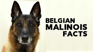 Belgian Malinois Everything You Need to Know [upl. by Novehs]