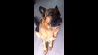 🔊 Chien qui aboie vraiment TRES FORT  🔊 Berger Allemand aboiement de chien aigu FRISKA [upl. by Ymer348]