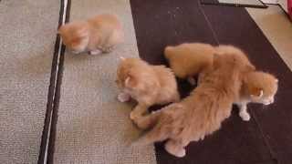 6 Ginger Kittens Learning to Walk SO cute [upl. by Marilee]