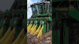 Picking Cotton in Texas [upl. by Wainwright]