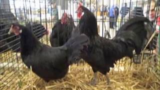 ZwergLa Flèche La Fleche Bantam Kleintierschau Etziken 2015 [upl. by Akemor]