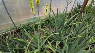 Aloe Vera Barbadensis Miller 알로에 베라 [upl. by Tab]