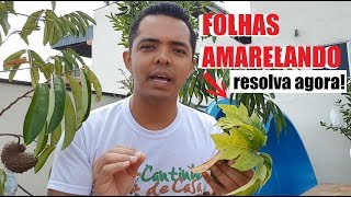 Folhas das plantas AMARELANDO 5 causas e como Resolver [upl. by Horton180]