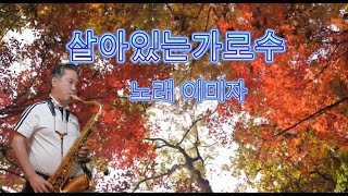 살아있는가로수노래이미자Tenor Saxo 최수집 [upl. by Marek843]