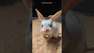 Bilby 🐭 Rare Australian Marsupial [upl. by Zwiebel]