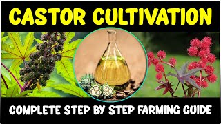 Castor cultivation  Complete Guide  Castor Farming [upl. by Stander511]