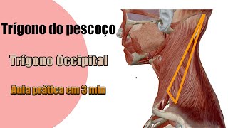 Trígono occipital Delimitações e Conteúdo  Anatomia Humana  Anatomia [upl. by Reivaj694]