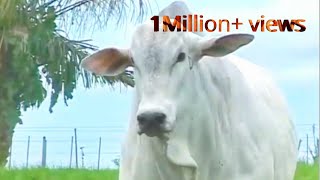 Qurbani karunga me to qurbani karungaEidulAdhaspecial status2019 [upl. by Borroff]