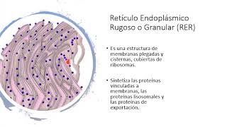 Retículo Endoplásmico Rugoso o Granular RER [upl. by Jeconiah]