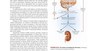 Antidiuretic Hormone ADH in Hindi [upl. by Seadon]