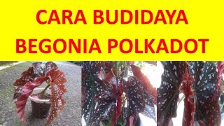 Cara Perbanyakan Dan Budidaya Begonia Polkadot Atau Begonia Makulata [upl. by Robinet]