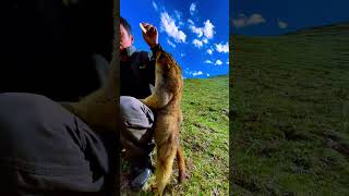 Cute Wild animal bobak marmot or prairie dog 428 [upl. by Ecylahs]