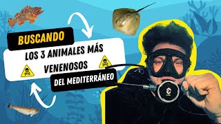 Buscando Los 3 Animales Más Venenosos Del Mediterráneo [upl. by Dnalhsa]