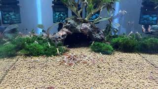 Short Video of our Red Galaxy Pinto Shrimp SSS Grade  CARIDINA CANTONENSIS [upl. by Netsryk]