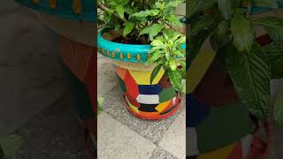 hand made pots painting  pentas plant  gardening Sushmascreativeworld [upl. by Perdita]