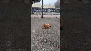 norwich собака norwichterrier норвич pets puppy funnydogs [upl. by Mcquillin]