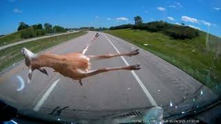 Hitting a deer at 70mph WARNING graphic content [upl. by Terchie]