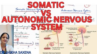 Somatic vs Autonomic nervous system differences diagrammatic representation [upl. by Oisangi272]