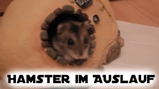 Hamster im Auslauf [upl. by Leonerd]