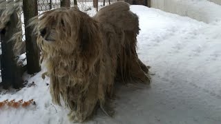 After many years served his owner he was abandoned with worst matted fur and suffered tumors [upl. by Koffman]