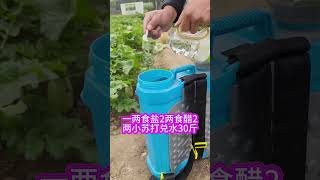 小苏打加上这个配方轻松种出好油菜 农业种植 种植小技巧 油菜种植 小苏打在农业上的作用 服务三农支持三农 [upl. by Nodnrb740]