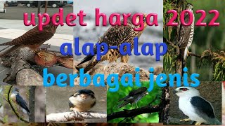 harga burung alap alap 2022 poin penting ada di akhir Vidio [upl. by Migeon748]