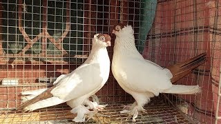 IMPORTED FANCY PIGEONS FOR SALE IN HYDERABAD  PART 1 [upl. by Eizzil]