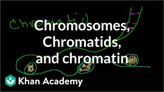 Chromosomes Chromatids Chromatin etc [upl. by Lopes]