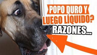 ¿POR QUÉ las HECES de un PERRO son DURAS y luego LÍQUIDAS🐶💩 [upl. by Zeret]