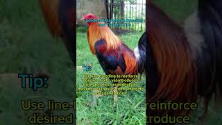 Advance Gamefowl Breeding and Training Program [upl. by Miner]