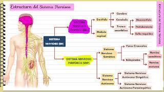 Sistema nervioso  Fácil y didáctico [upl. by Llen]