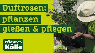 Duftrosen richtig einpflanzen mit Klaus Kölle  Erklärung wie Sie Rosen richtig einpflanzen [upl. by Earehs]