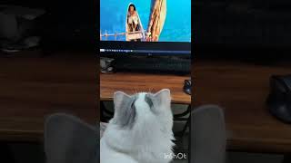 My cat is watching Moana 🐈😻 [upl. by Ardnik457]