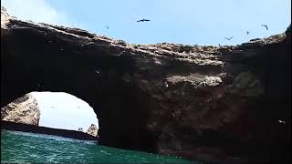 pinguinos de corrientes de Humbolt en isla de ballestas Perú 🇵🇪 [upl. by Neved921]