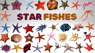 Starfish  50 Starfish Names  The Sea Star oceancreatures starfish marinelife kidsvideo [upl. by Anival]