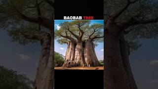 Baobab Tree shorts tree baobab facts [upl. by Shanney312]