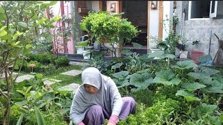 dengan cara berkebun di rumah keperluan dapur bisa terkendali ibu rumah tangga berkebun di rumah [upl. by Nnairahs791]