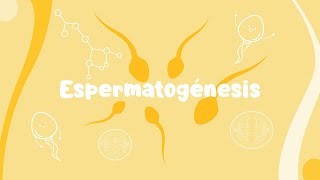 Espermatogénesis [upl. by Milks]