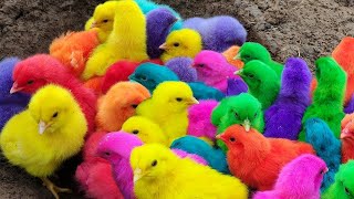 Menangkap ayam lucu ayam warna warni ayam rainbow bebek angsa ikan hias ikan cupang [upl. by Rebmat973]