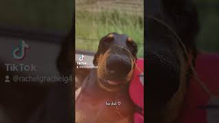 ❤️❤️ teckel puppy dackel funny dachsund pets dog [upl. by Arramas]