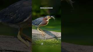 Clever Heron Bird 🙀 youtubeshorts birds facts shorts youtubeshorts wildlife [upl. by Yrogreg]