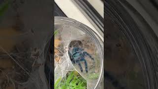 Beautiful Blue Tarantulas Caribena Versicolor tarantula sling feeding [upl. by Trey]