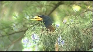 Himalayan Green Barbet [upl. by Llezo]