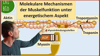 Molekulare Mechanismen der Muskelfunktion unter energetischem Aspekt  Aktin Myosin ATP Troponin [upl. by Thissa680]