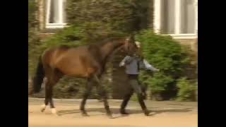 Florestan I  Dressage Stallion [upl. by Auka225]