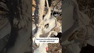 A Broadhead Is Stuck In This Deer Skull DeerHunting BowHunting DeadHead [upl. by Cummins]