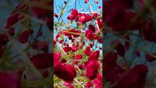 Burnet  Sanguisorba Officinalis  Tanna [upl. by Gnart826]