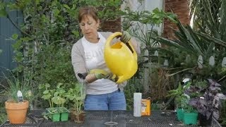 How to Make a Fungicide for Powdery Mildew on Organic Cucumbers  Garden Space [upl. by Atterg616]